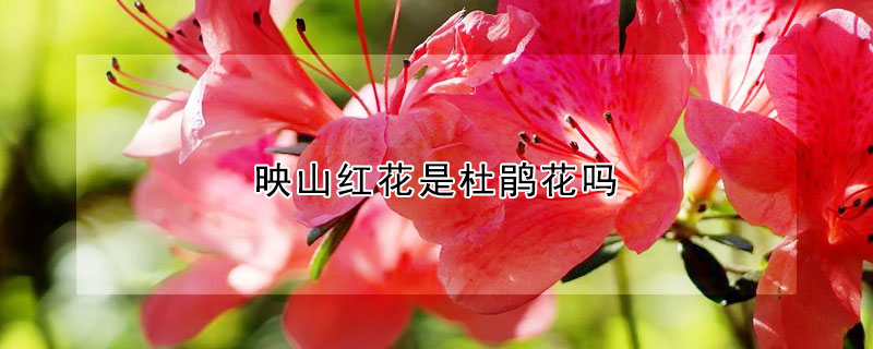 映山紅花是杜鵑花嗎