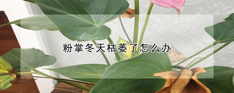 粉掌冬天枯萎了怎麼辦