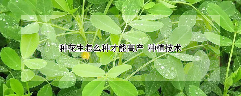 種花生怎麼種才能高產 種植技術