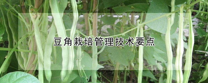 豆角栽培管理技術要點