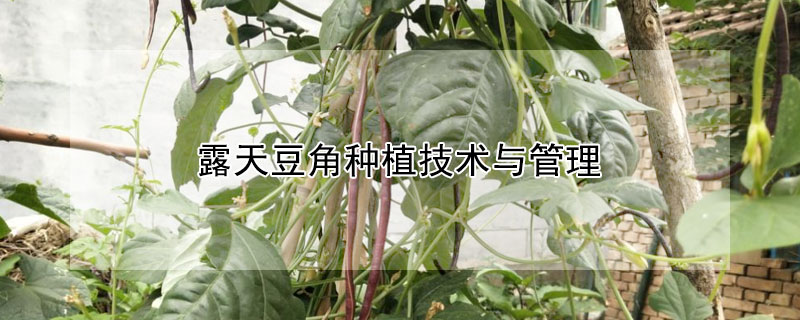 露天豆角種植技術與管理