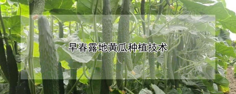 早春露地黃瓜種植技術