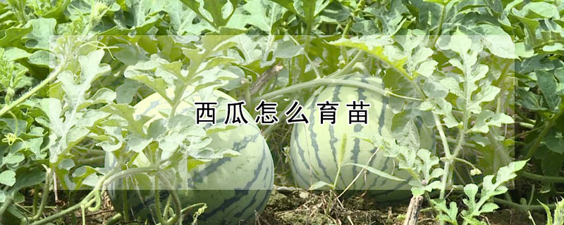 西瓜怎麼育苗