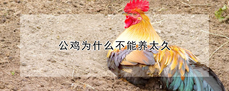 公雞為什麼不能養太久