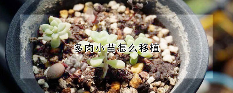 多肉小苗怎麼移植