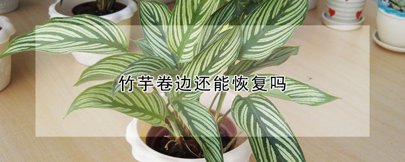 竹芋卷邊還能恢複嗎