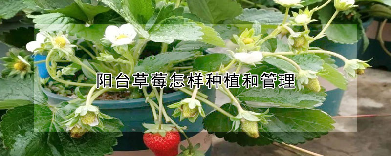 陽台草莓怎樣種植和管理