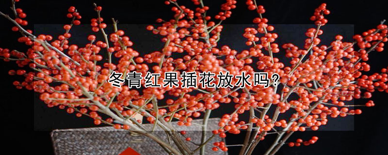 冬青紅果插花放水嗎?