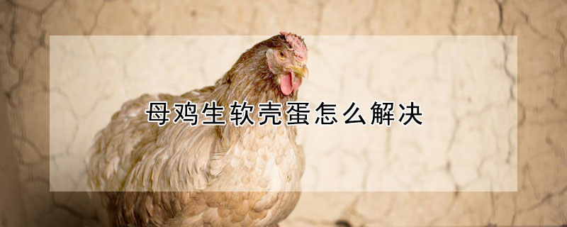 母雞生軟殼蛋怎麼解決