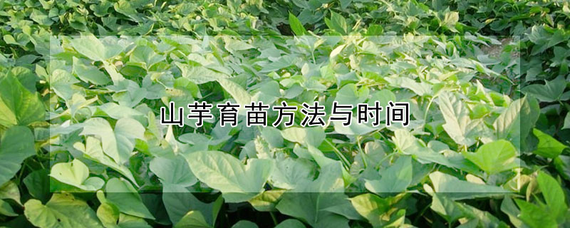 山芋育苗方法與時間