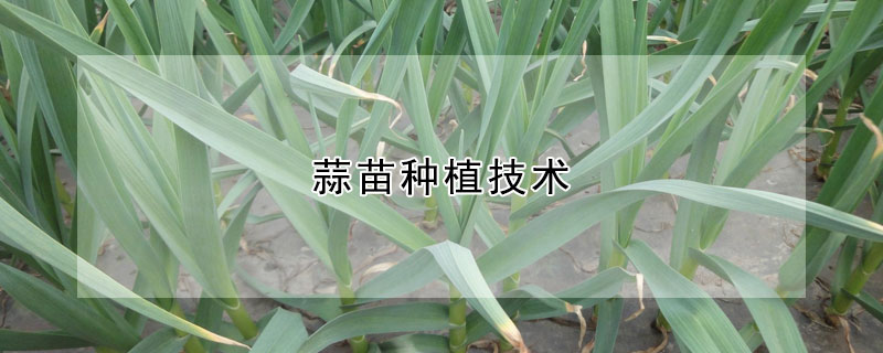 蒜苗種植技術