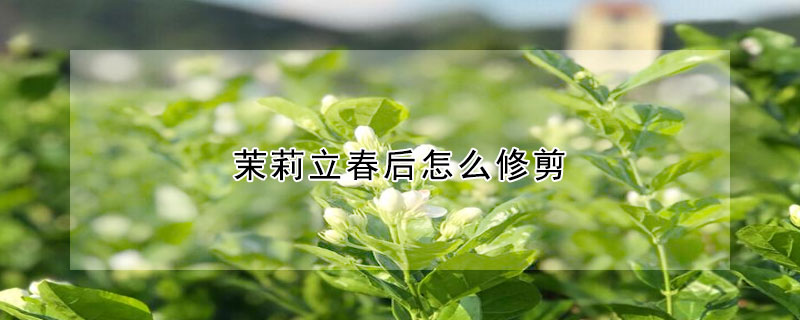 茉莉立春後怎麼修剪