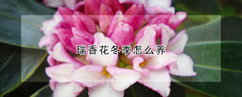 瑞香花冬季怎麼養