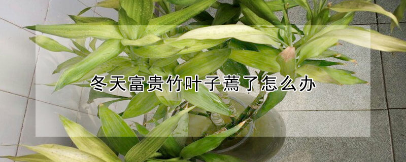 冬天富貴竹葉子蔫了怎麼辦