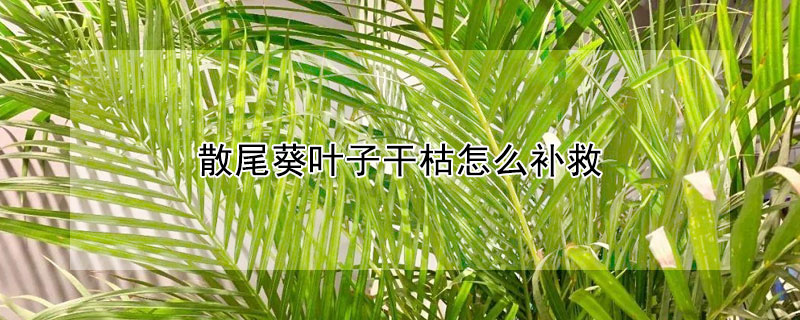 散尾葵葉子幹枯怎麼補救