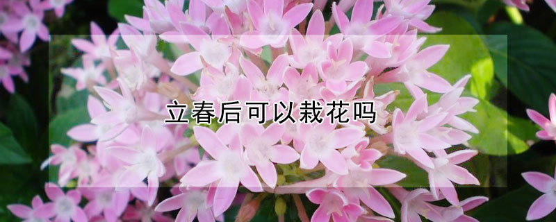 立春後可以栽花嗎