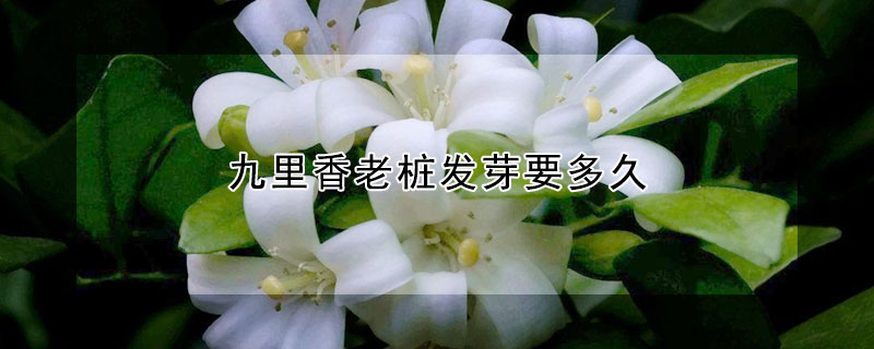 九裏香老樁發芽要多久