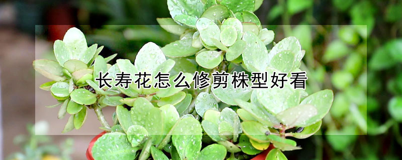 長壽花怎麼修剪株型好看