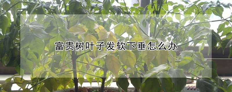 富貴樹葉子發軟下垂怎麼辦