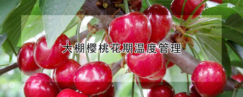 大棚櫻桃花期溫度管理