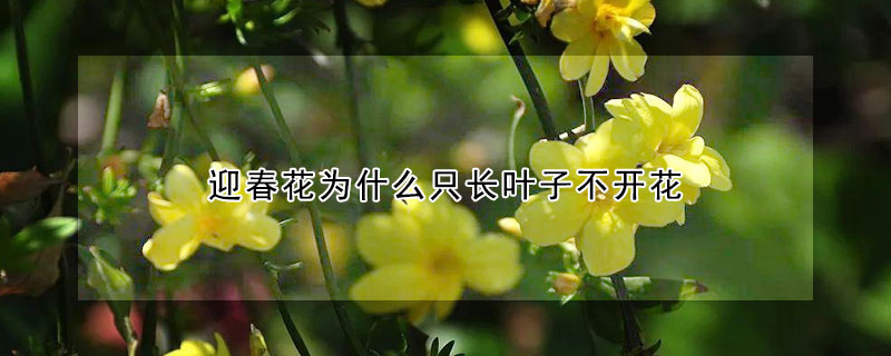 迎春花為什麼隻長葉子不開花