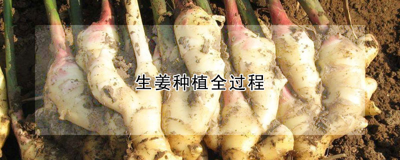 生薑種植全過程