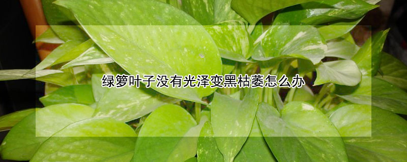 綠籮葉子沒有光澤變黑枯萎怎麼辦