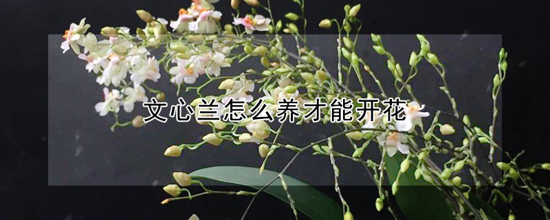 文心蘭怎麼養才能開花