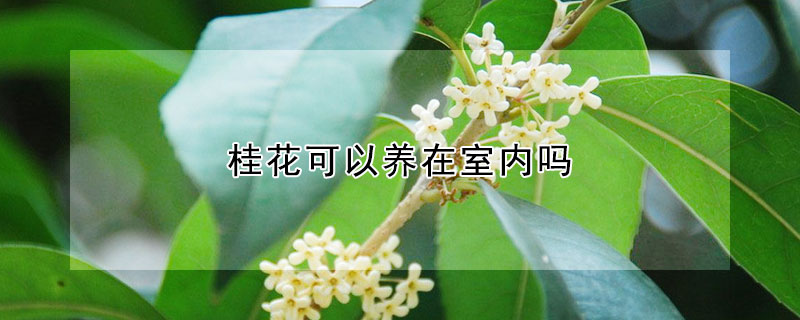 桂花可以養在室內嗎