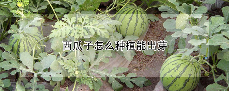 西瓜子怎麼種植能出芽