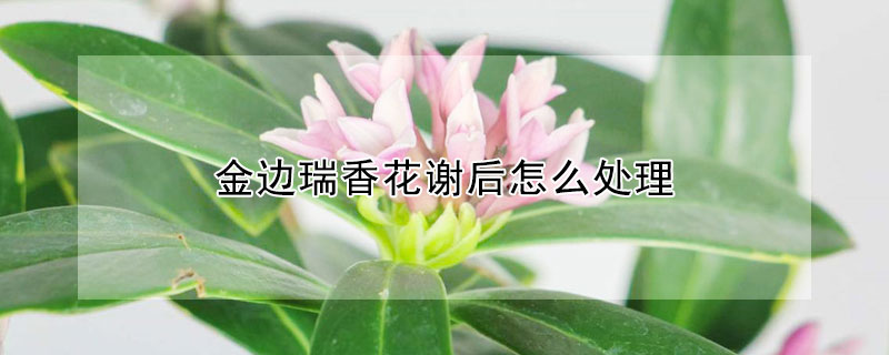 金邊瑞香花謝後怎麼處理