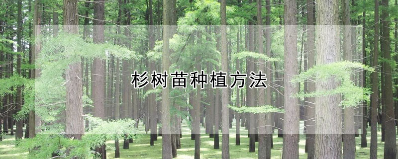 杉樹苗種植方法