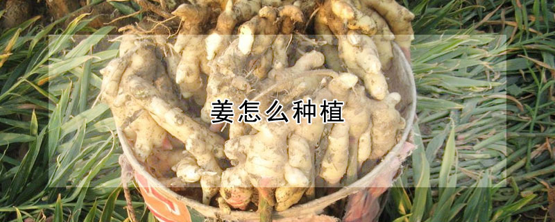 薑怎麼種植