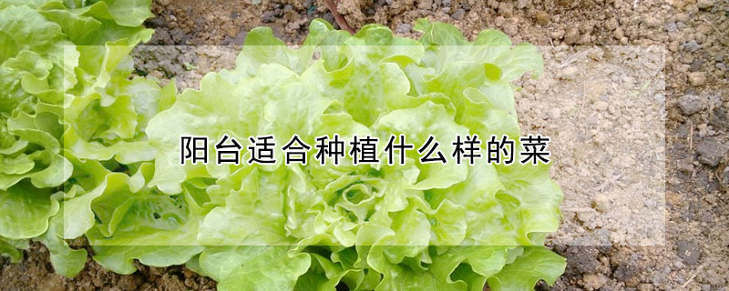 陽台適合種植什麼樣的菜