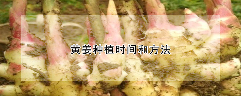 黃薑種植時間和方法