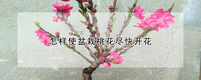 怎樣使盆栽桃花盡快開花