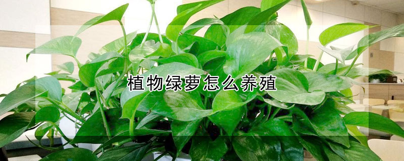 植物綠蘿怎麼養殖