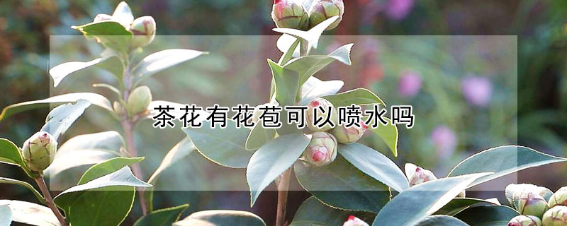 茶花有花苞可以噴水嗎