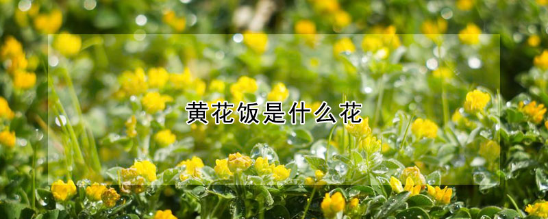 黃花飯是什麼花