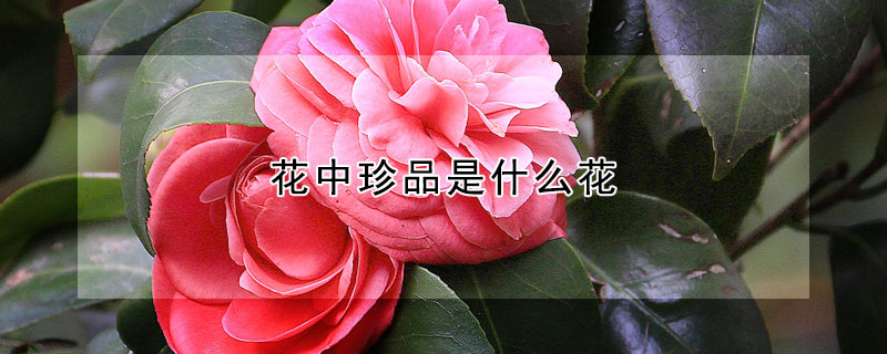 花中珍品是什麼花