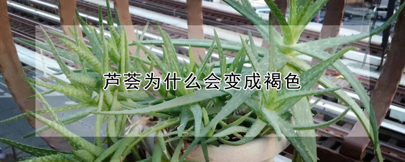 蘆薈為什麼會變成褐色