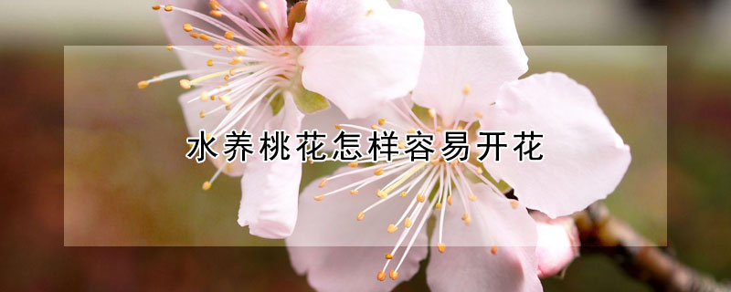 水養桃花怎樣容易開花