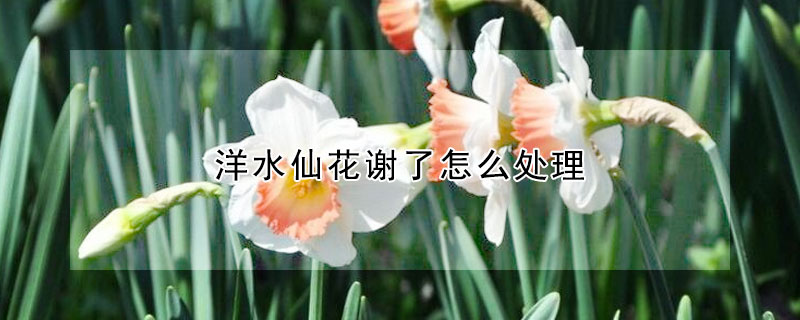 洋水仙花謝了怎麼處理