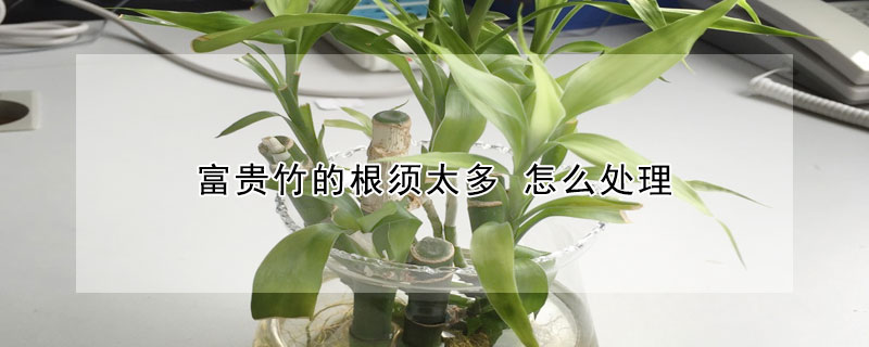 富貴竹的根須太多 怎麼處理