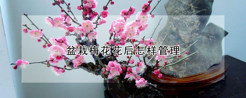 盆栽梅花花後怎樣管理