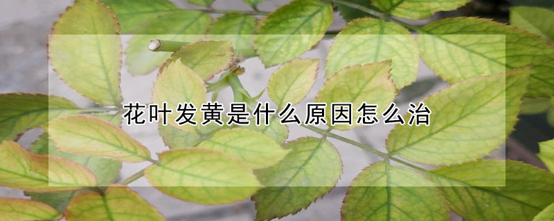 花葉發黃是什麼原因怎麼治