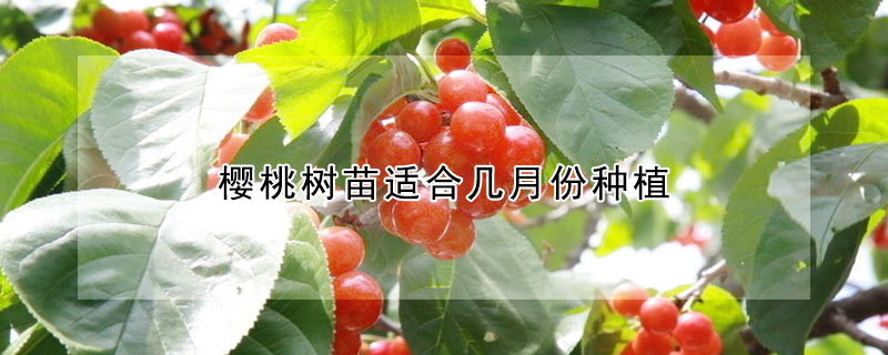 櫻桃樹苗適合幾月份種植