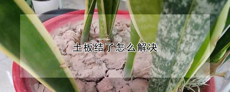 土板結了怎麼解決