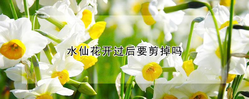 水仙花開過後要剪掉嗎