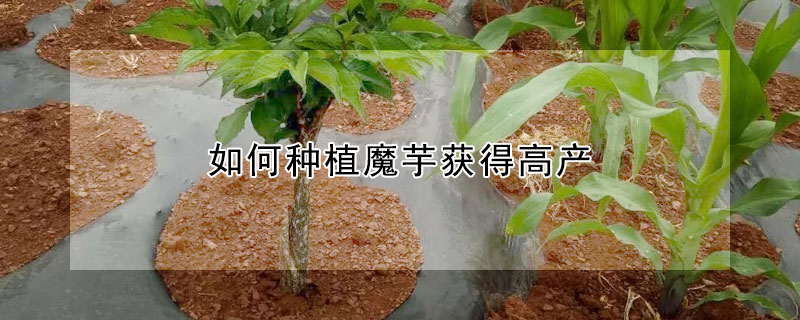 如何種植魔芋獲得高產